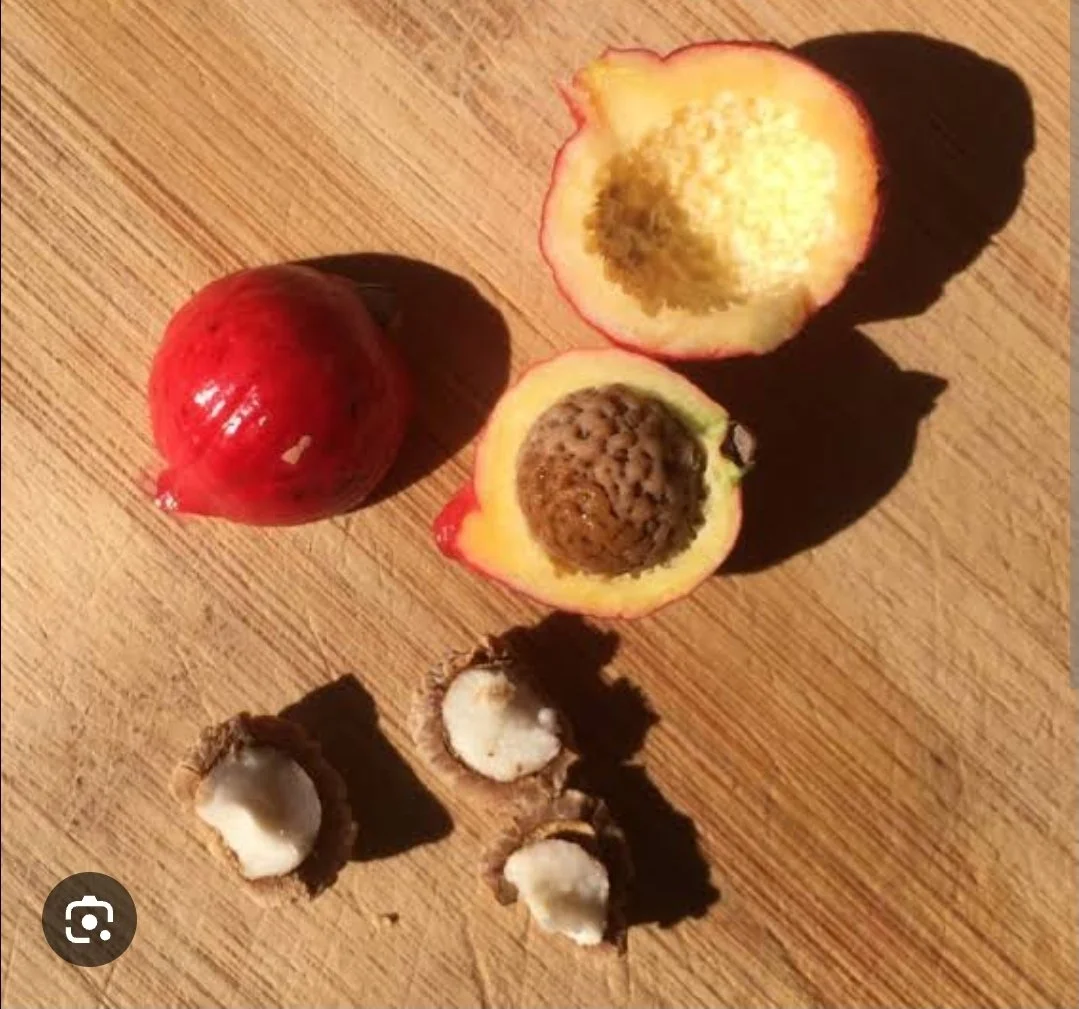 Quandong Punch – Sugar-Free Cordial