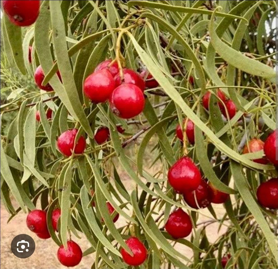 Kakadu Plum Boost – Protein Powder