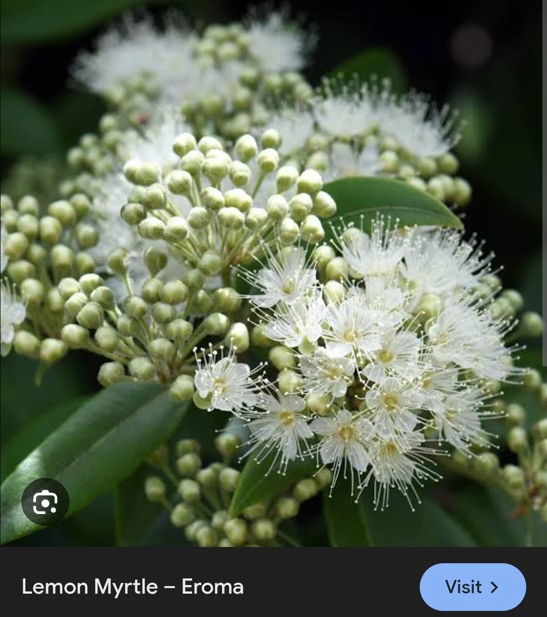 Lemon Myrtle Zing – Protein Powder