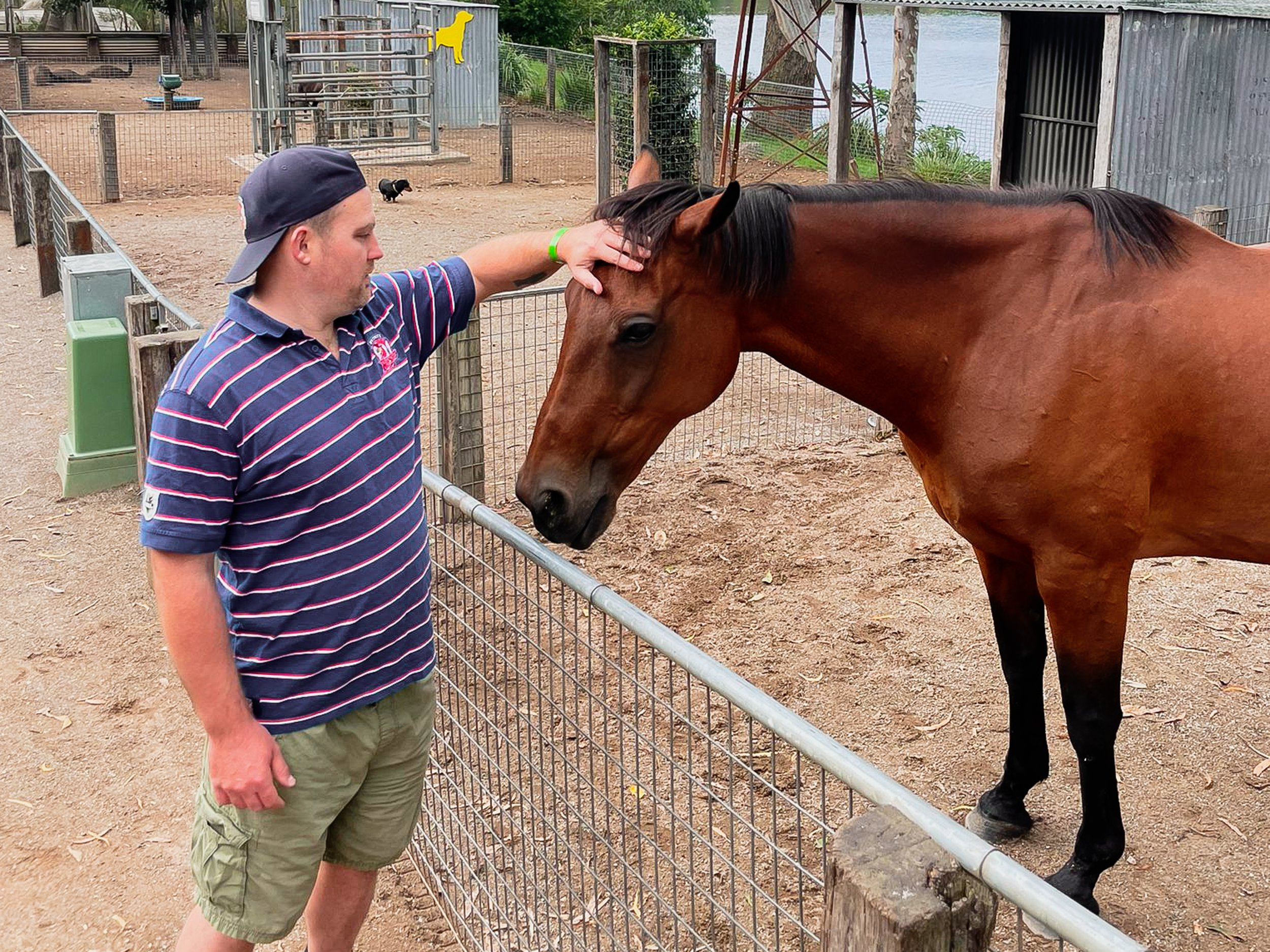 A man wearing a striped polo shirt, khaki shorts, and a backward baseball cap gently petting a brown horse's head at a zoo or farm enclosure.