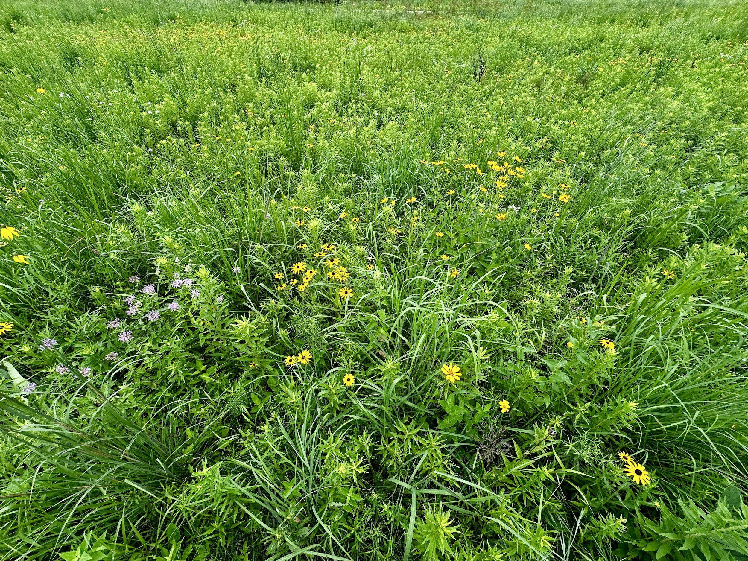 Spring Clean-Up &amp; April Architectural Inspection