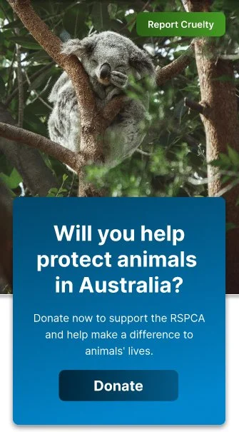 image of koala with donation call to action text