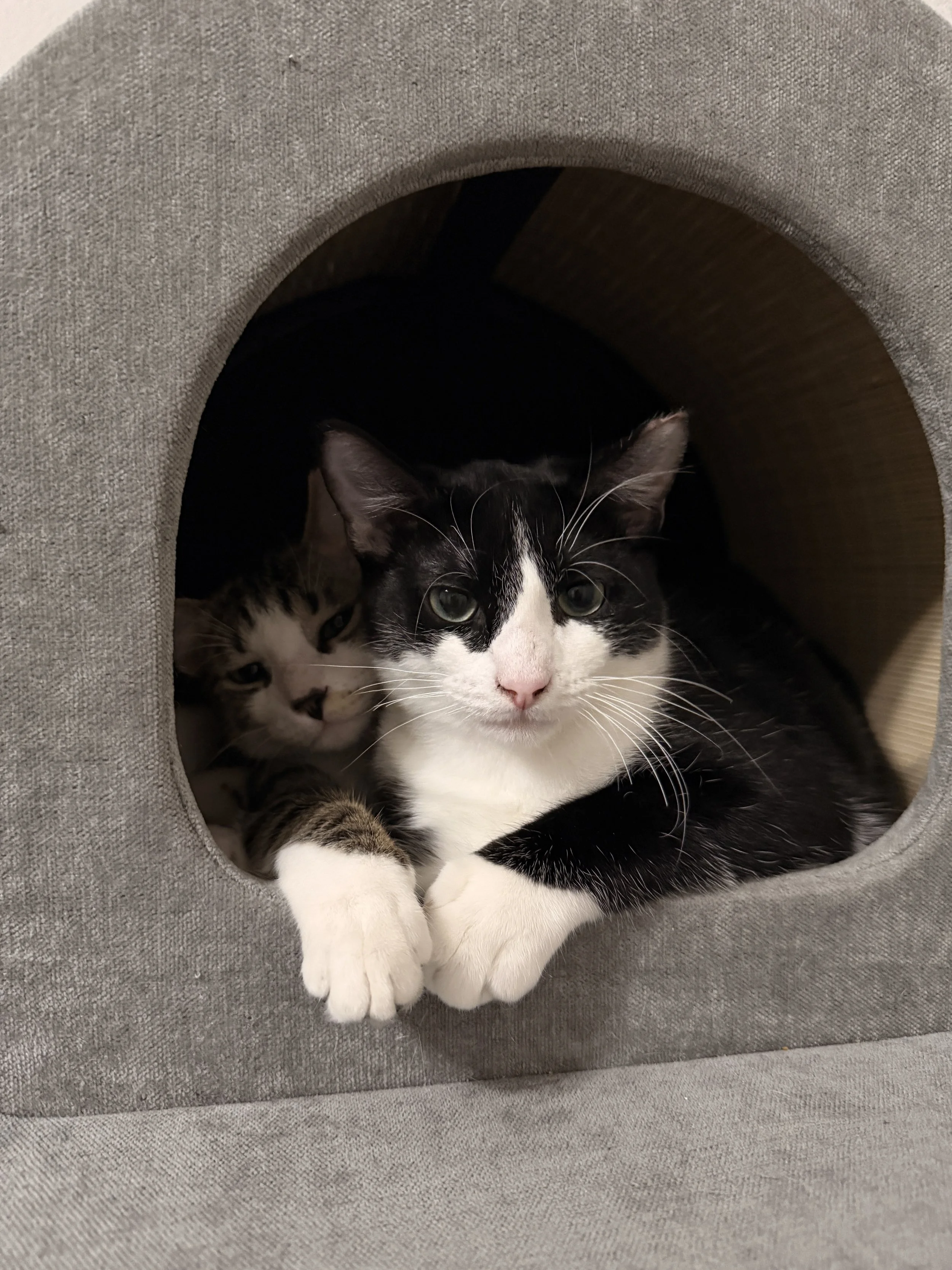 black and white cat and tabby cat in a grey cat tree