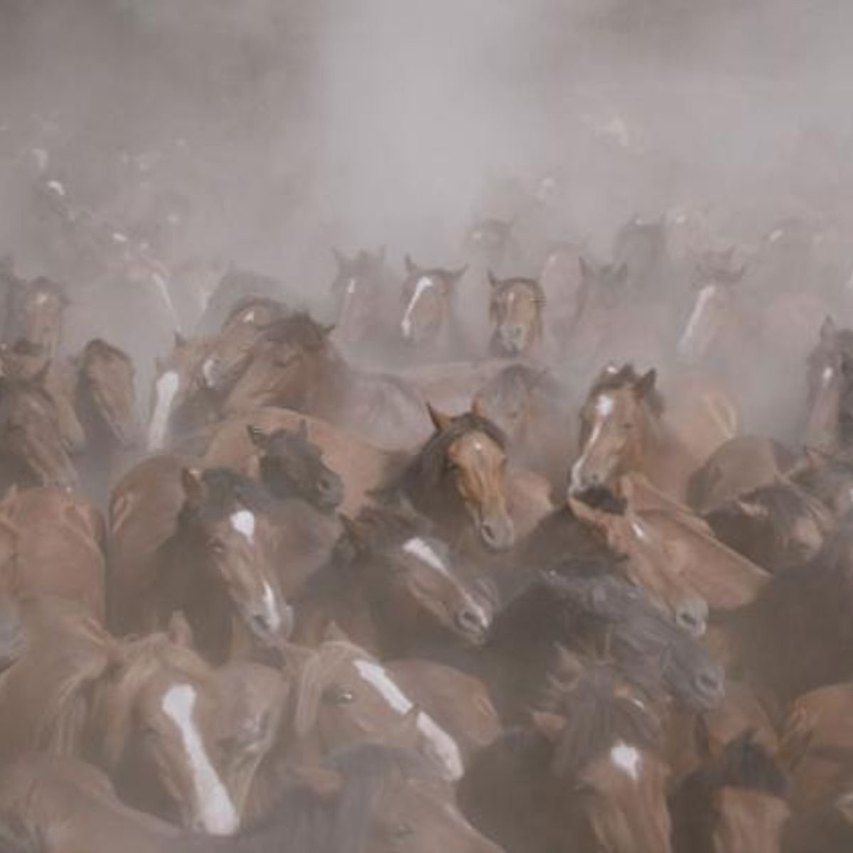 Climate Journalism on Screen - Film Screening Series @ BAMPFA