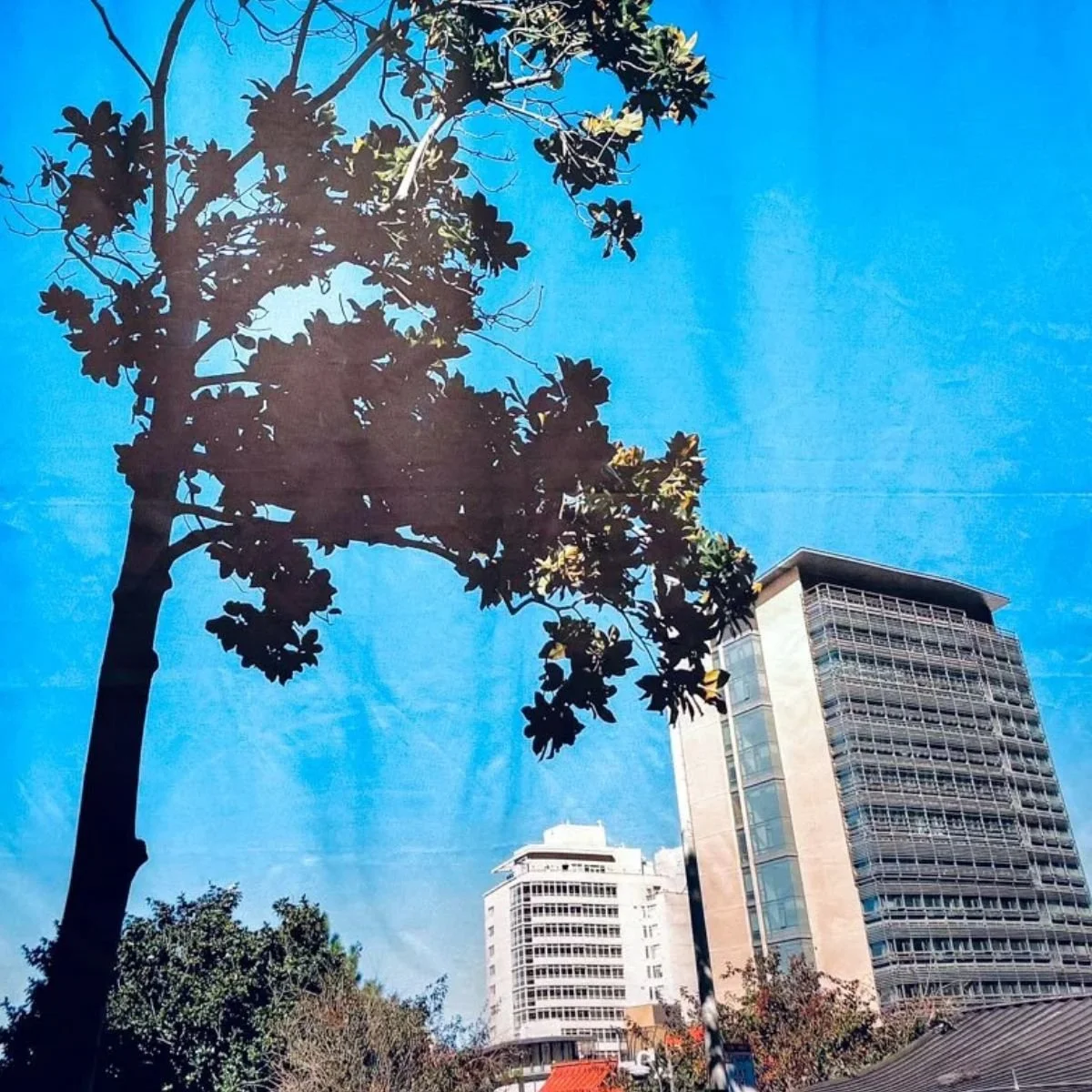 Cheryl Derricotte: A Consideration of Trees - Opening Reception @ re.riddle