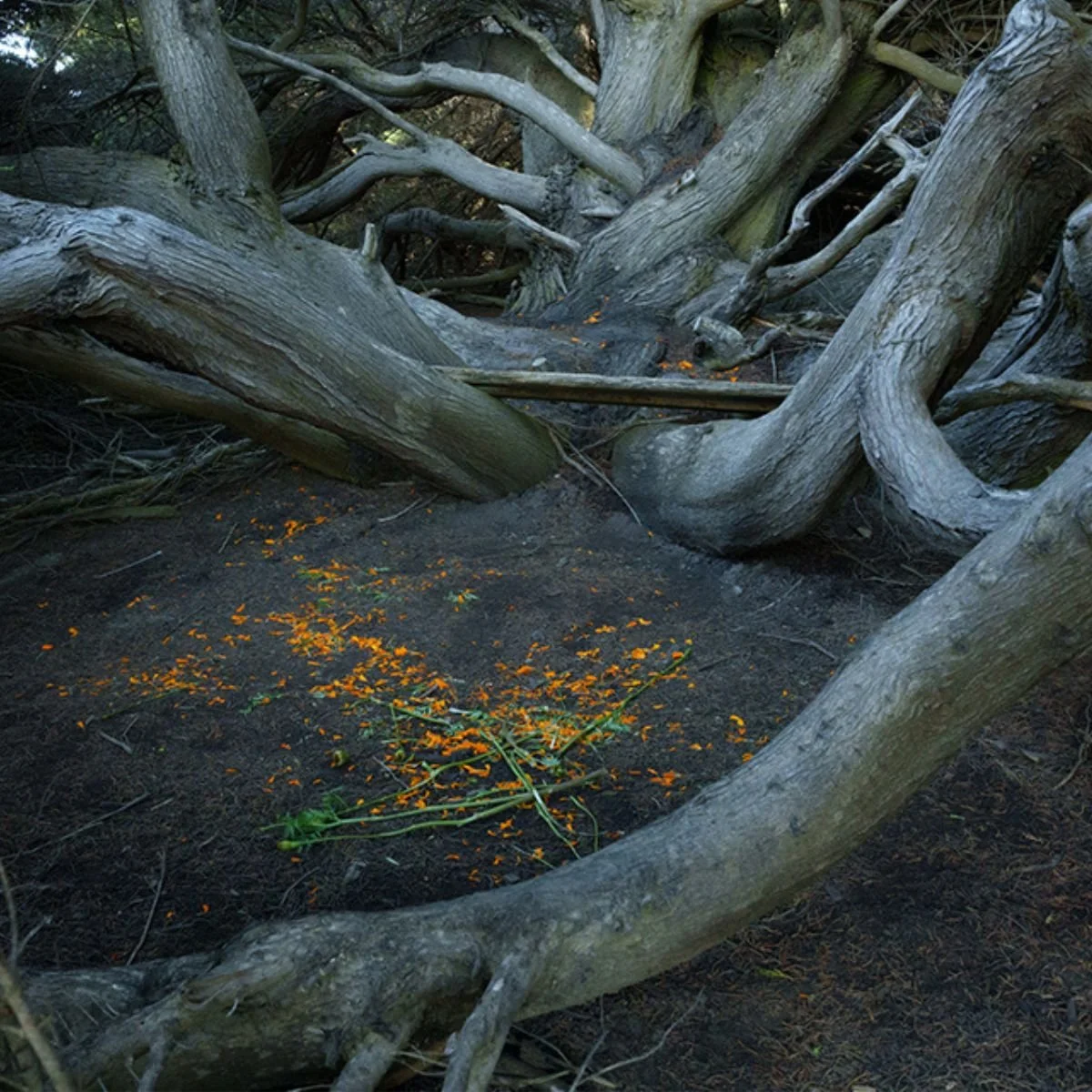 Magic Hours &amp; Woven Together: Hillary Goidell &amp; Marla Pedersen — Opening Receptions @ Commonweal