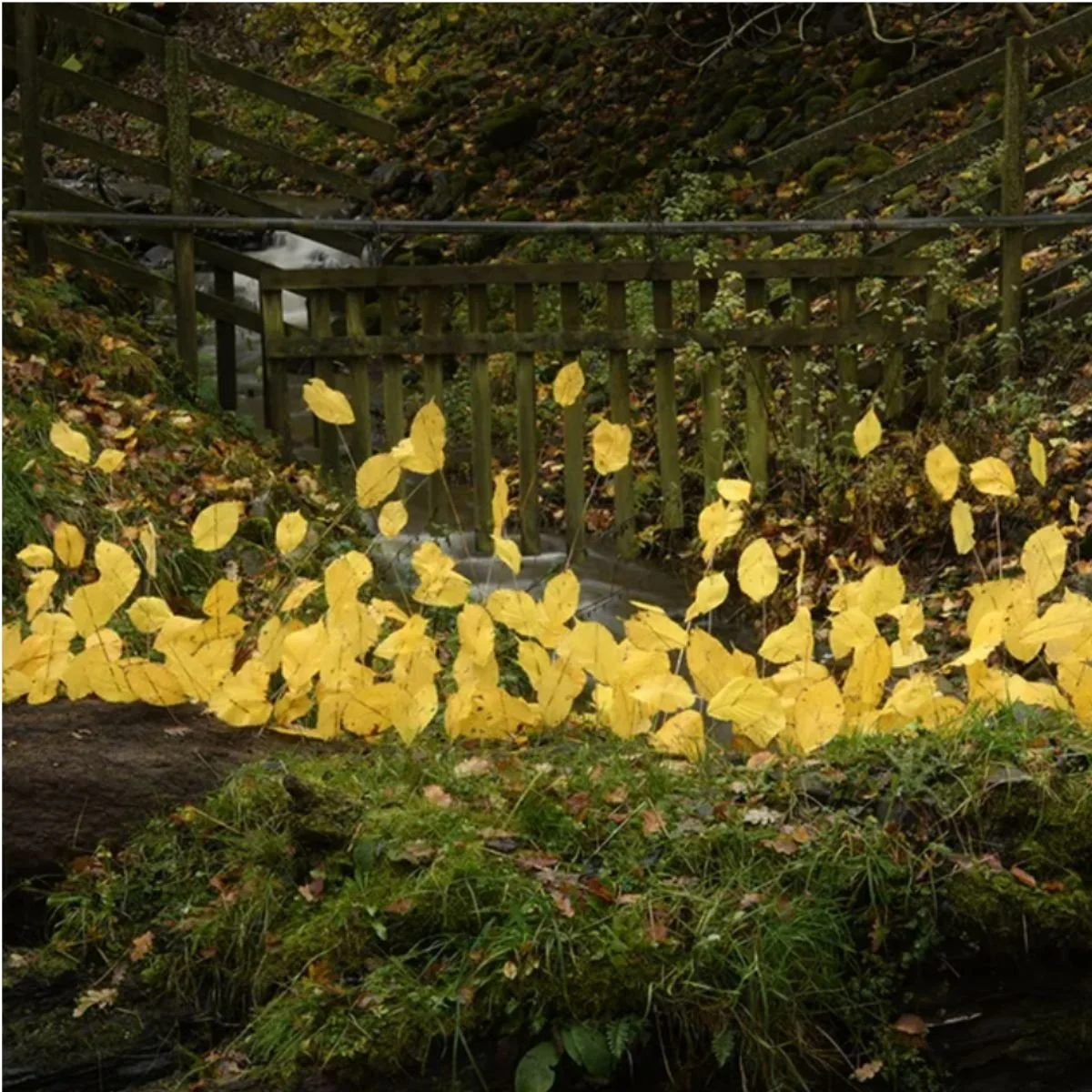 Andy Goldsworthy: For Olle — Opening Reception @ Haines Gallery