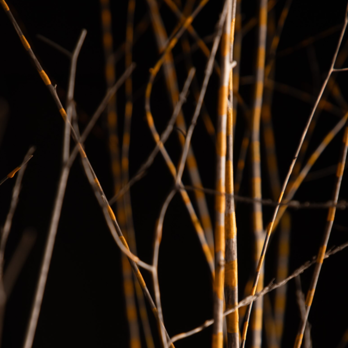 Margo Majewska: Genius Loci — Opening @ Dream Farm Commons
