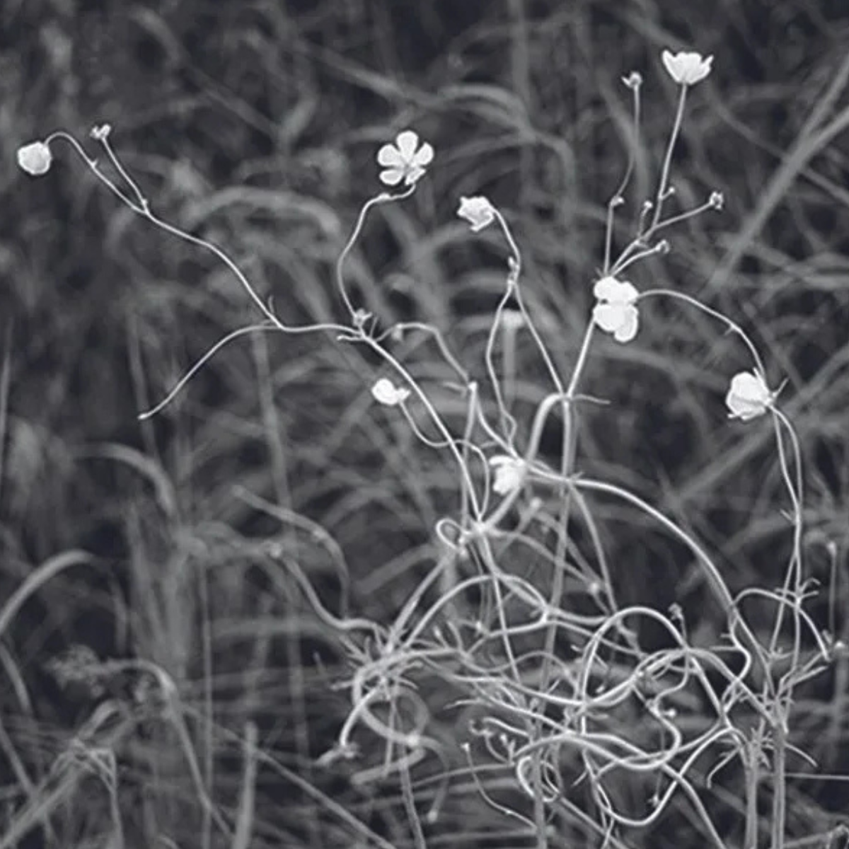 Nicole White: An Unending Path @ Chung 24 Gallery