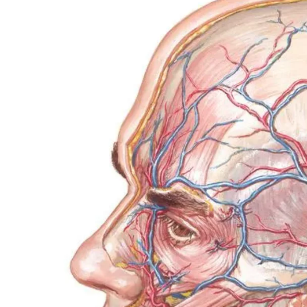 A Specialist in Every Specialty: Frank Netter &amp; the Art of Medical Illustrations — Lecture @ Catharine Clark Gallery