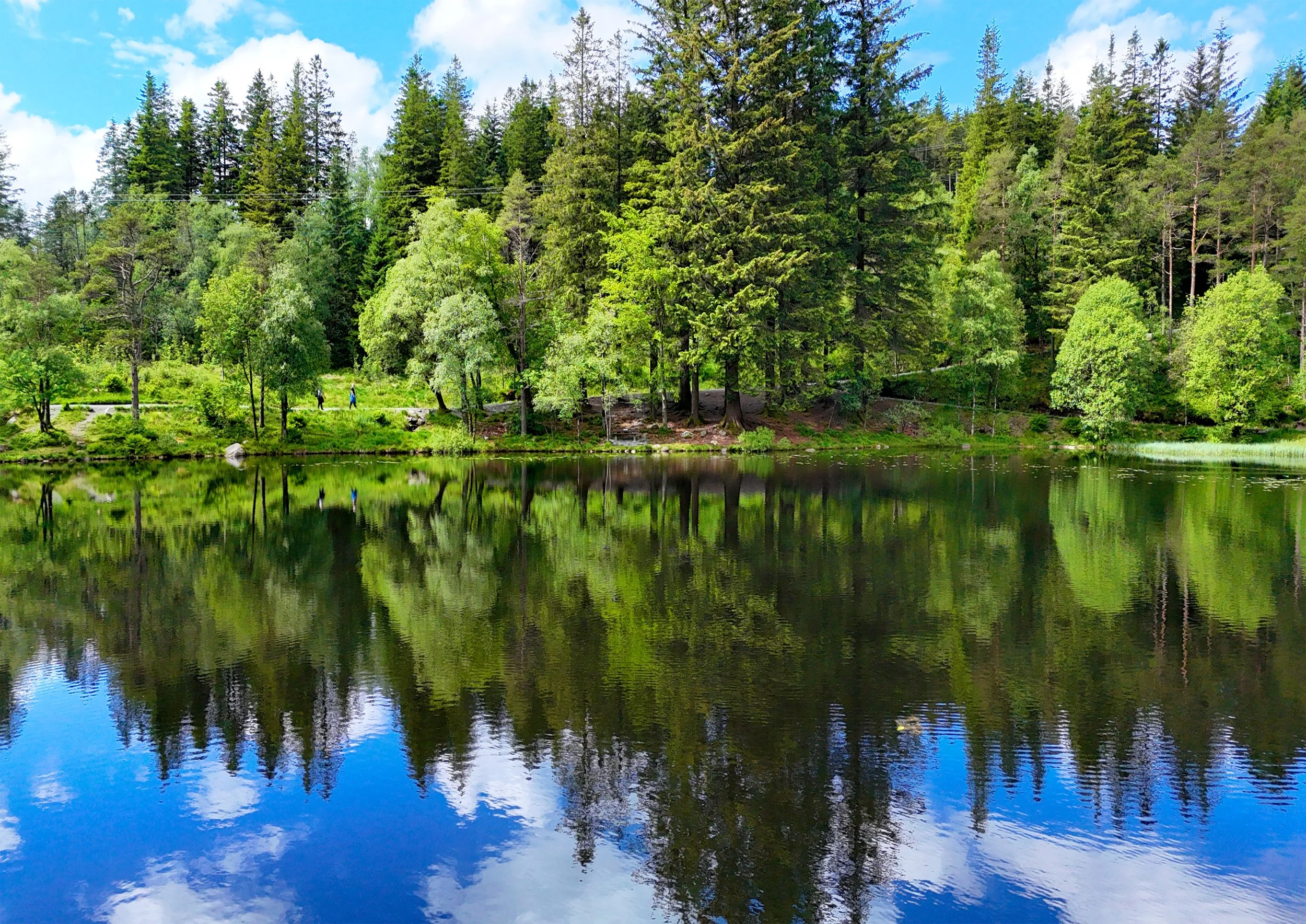 A tranquil lake surrounded by green trees and a clear blue sky with some clouds, reflecting the trees and sky on the water's surface.