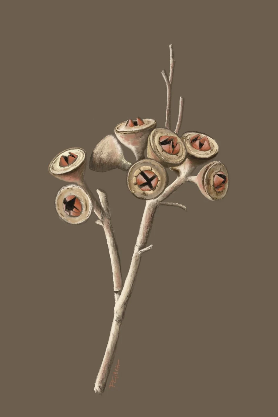 "Gum Nuts" gift card