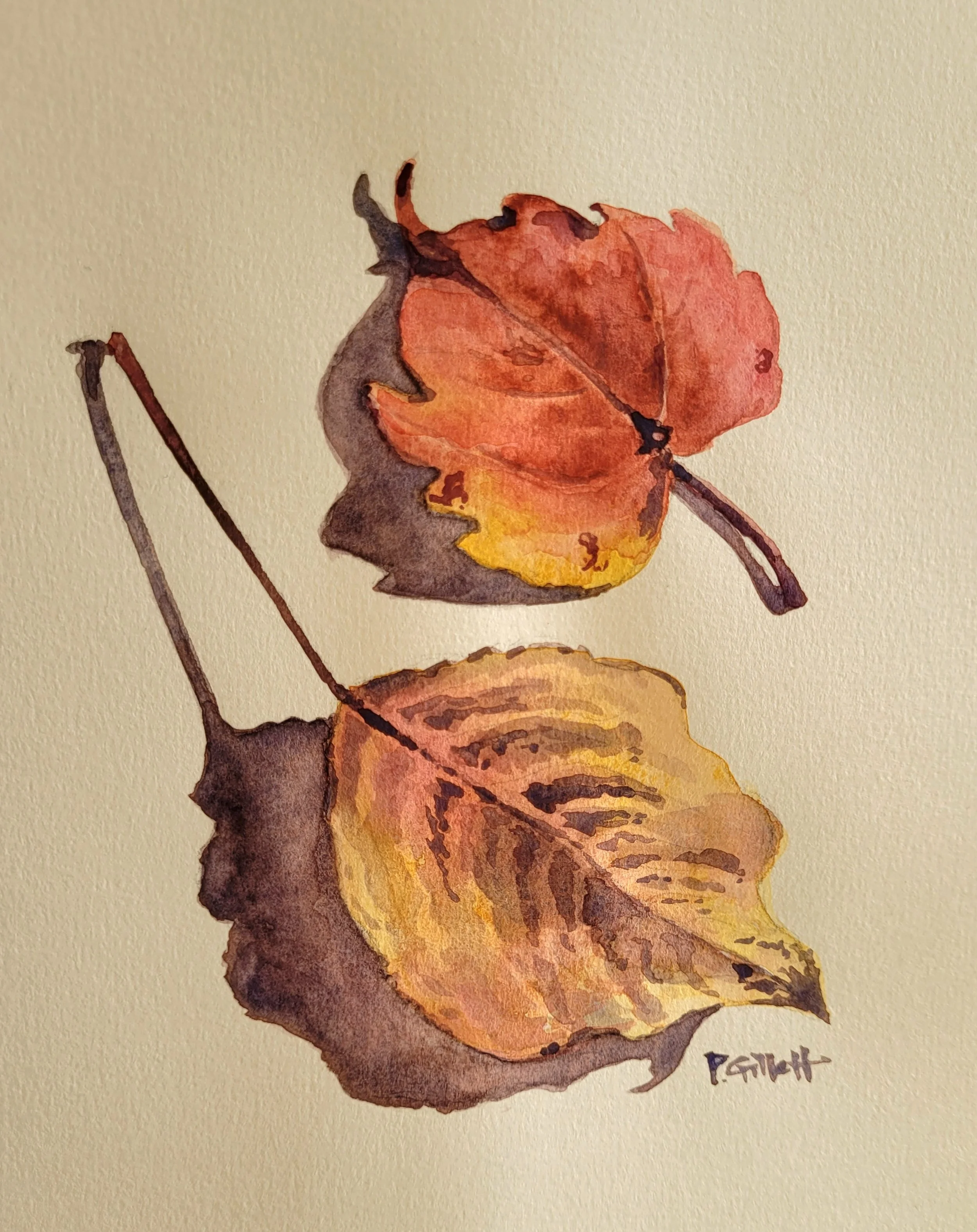 Leaf study Native Hibiscus