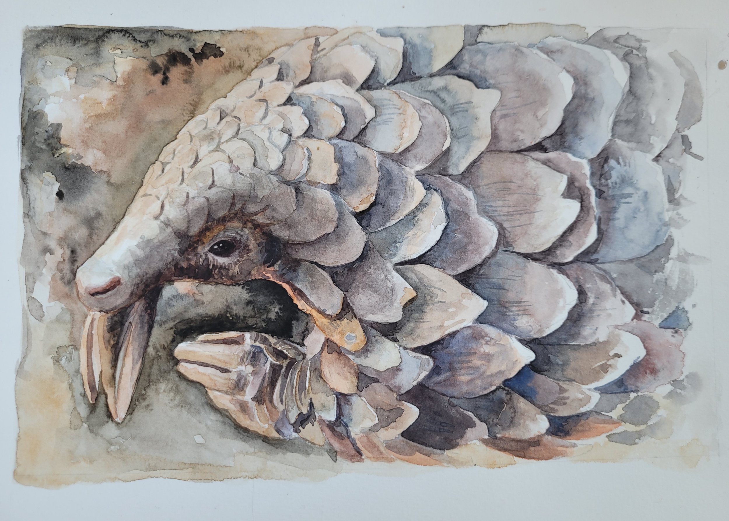 "Pangolin" gift card