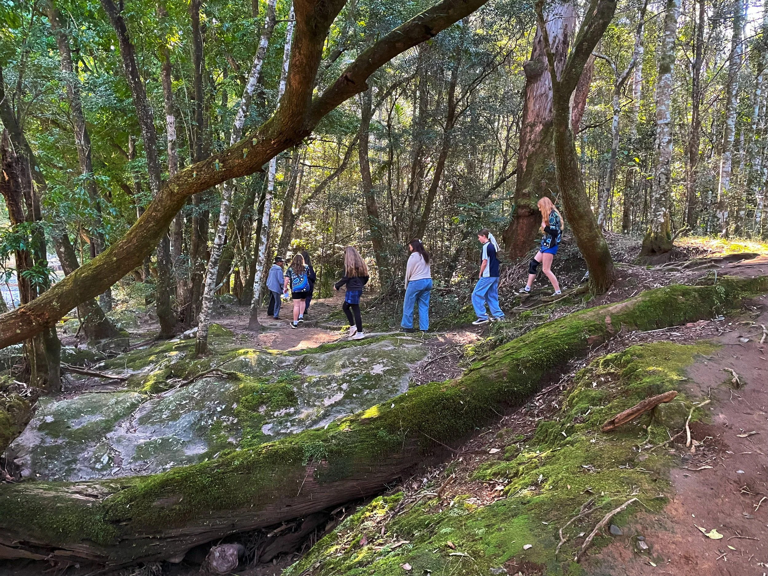 Group of people hiking along a rocky forest trail surrounded by dense trees and moss-covered logs.