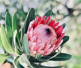 mink protea