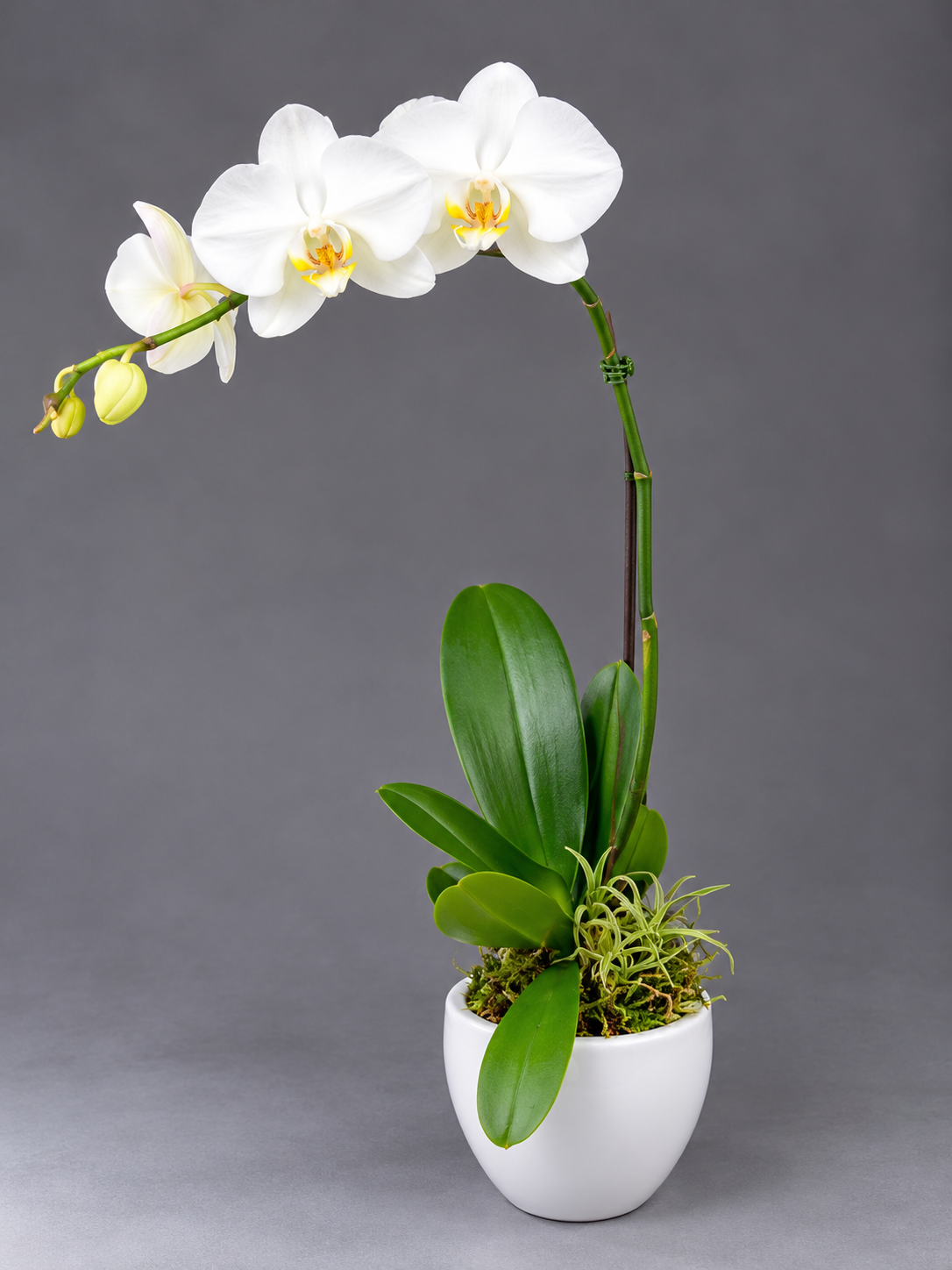 Elegant White Phalaenopsis Orchid.png