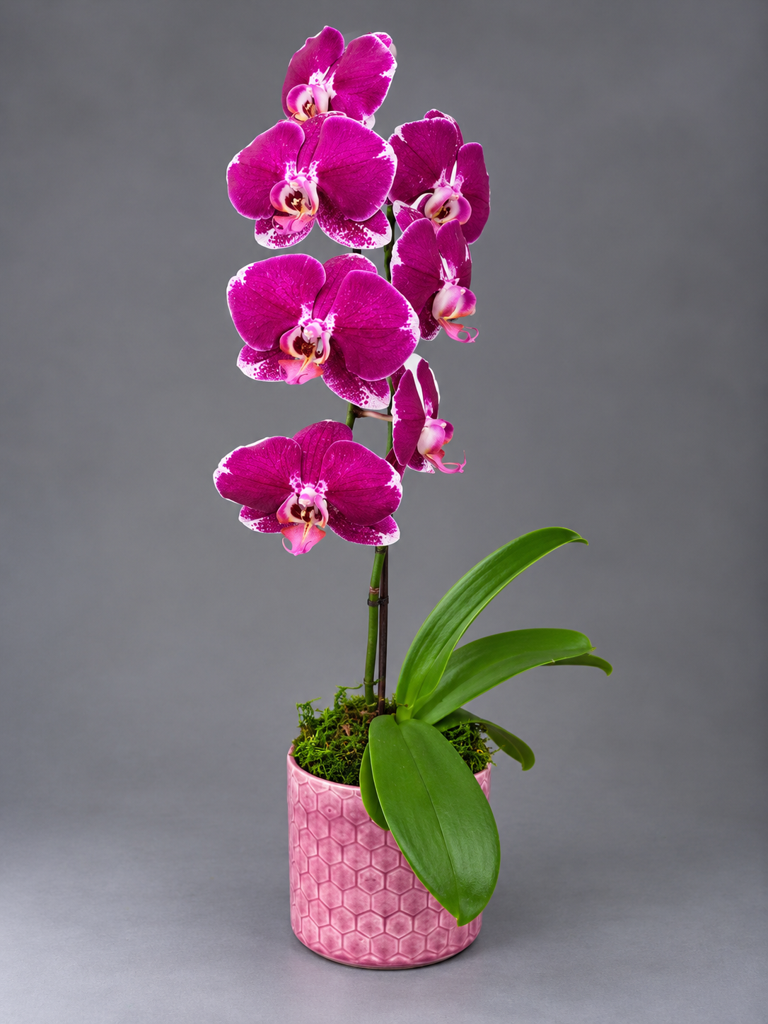 Potted Magenta Orchid on Gray.png