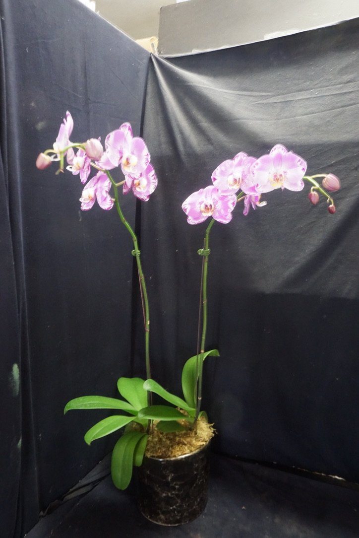 2 Stem - Phalaenopsis Orchid Plants