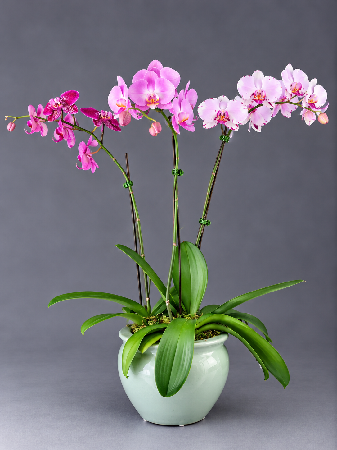 Triad of Blooming Orchids.png