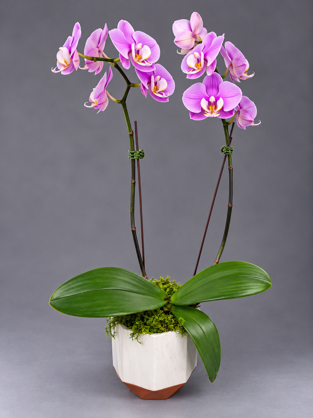 Pink-Lilac Orchid in Faceted Pot.png