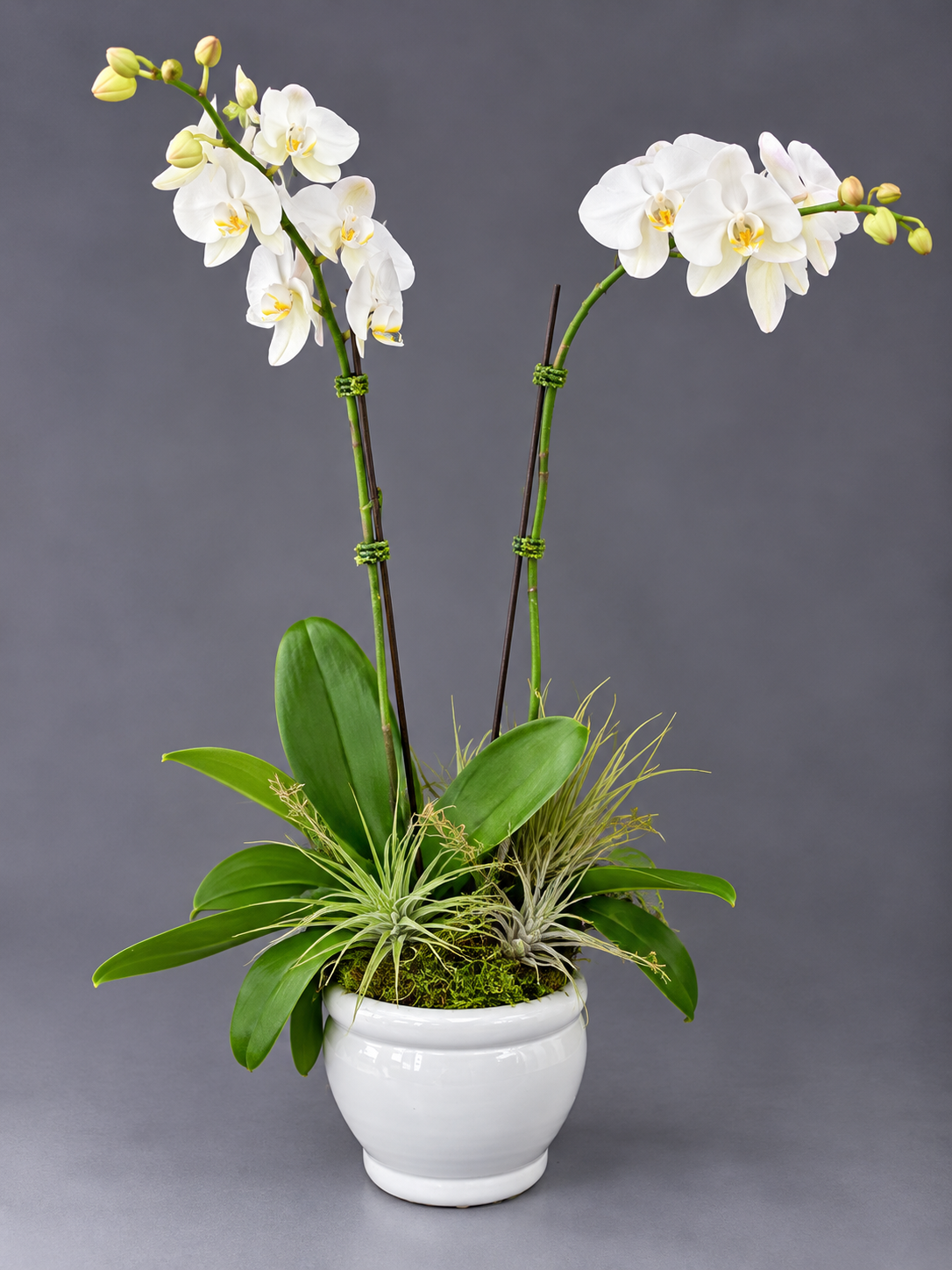 Elegant White Orchid Arrangement.png