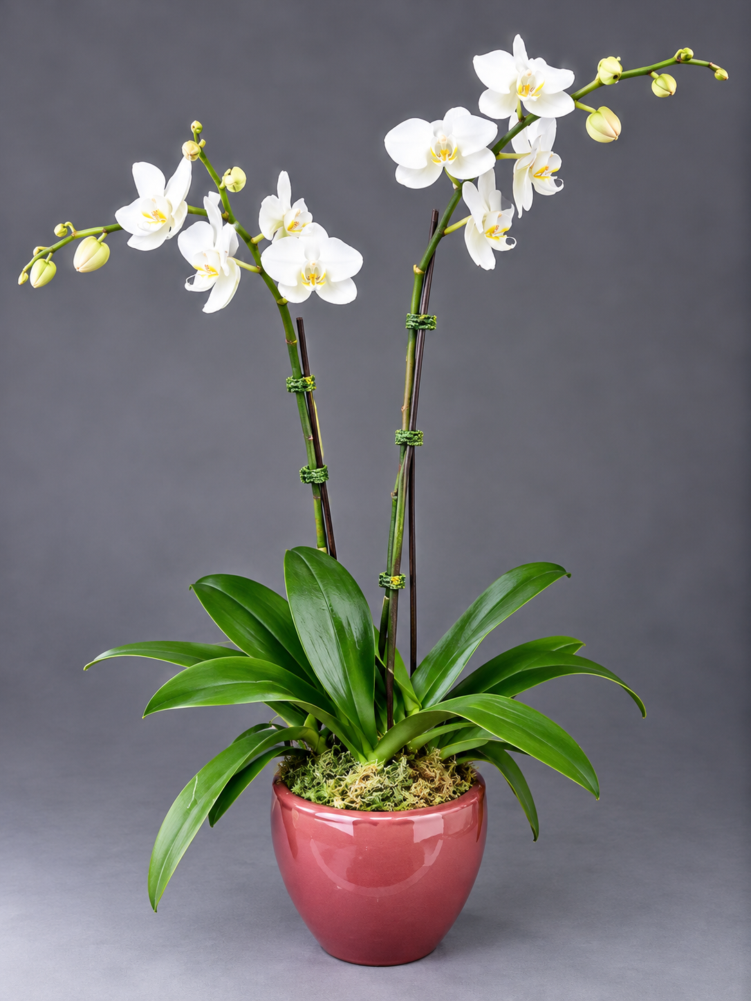 Elegant White Orchid in Rose Ceramic Pot.png