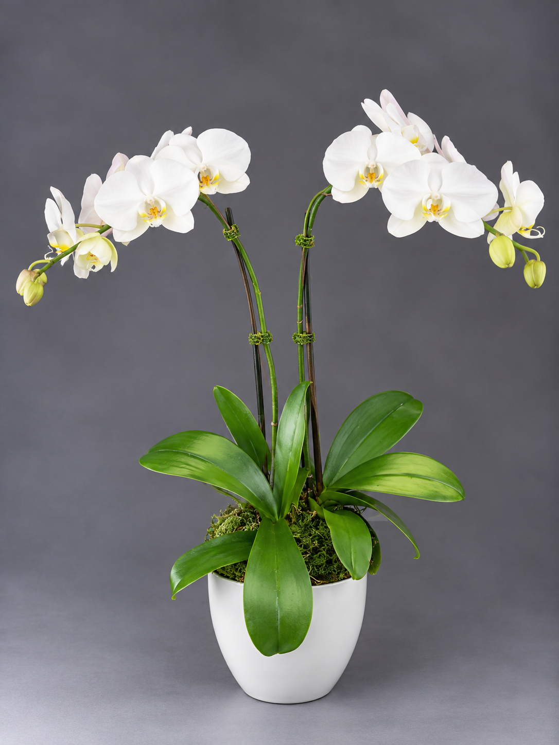 Elegant White Phalaenopsis Orchid Arrangement.png