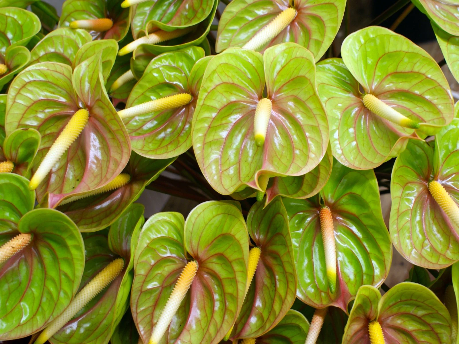 medium specialty anthuriums