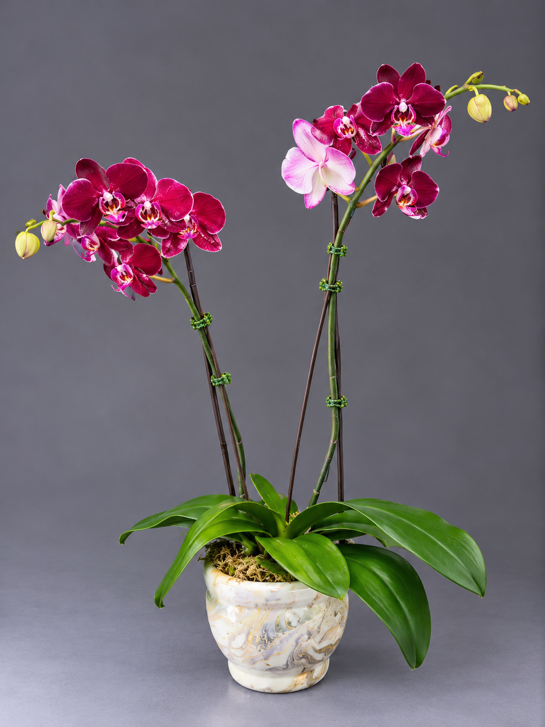 Elegant Magenta Orchid Arrangement.png