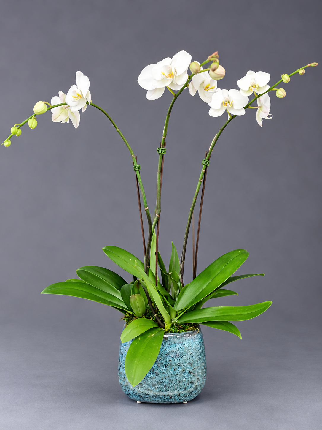 Elegant White Orchid Arrangement (1).png