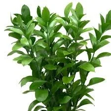 ruscus
