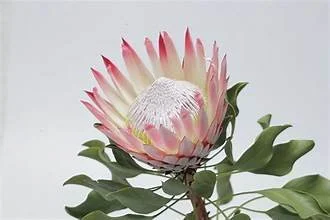 king protea