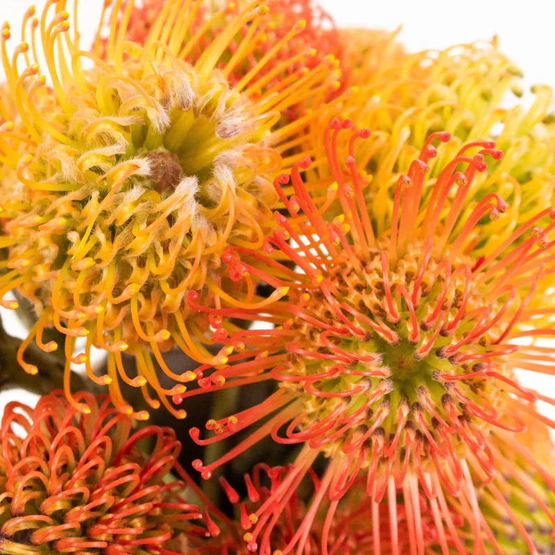 pincushion protea
