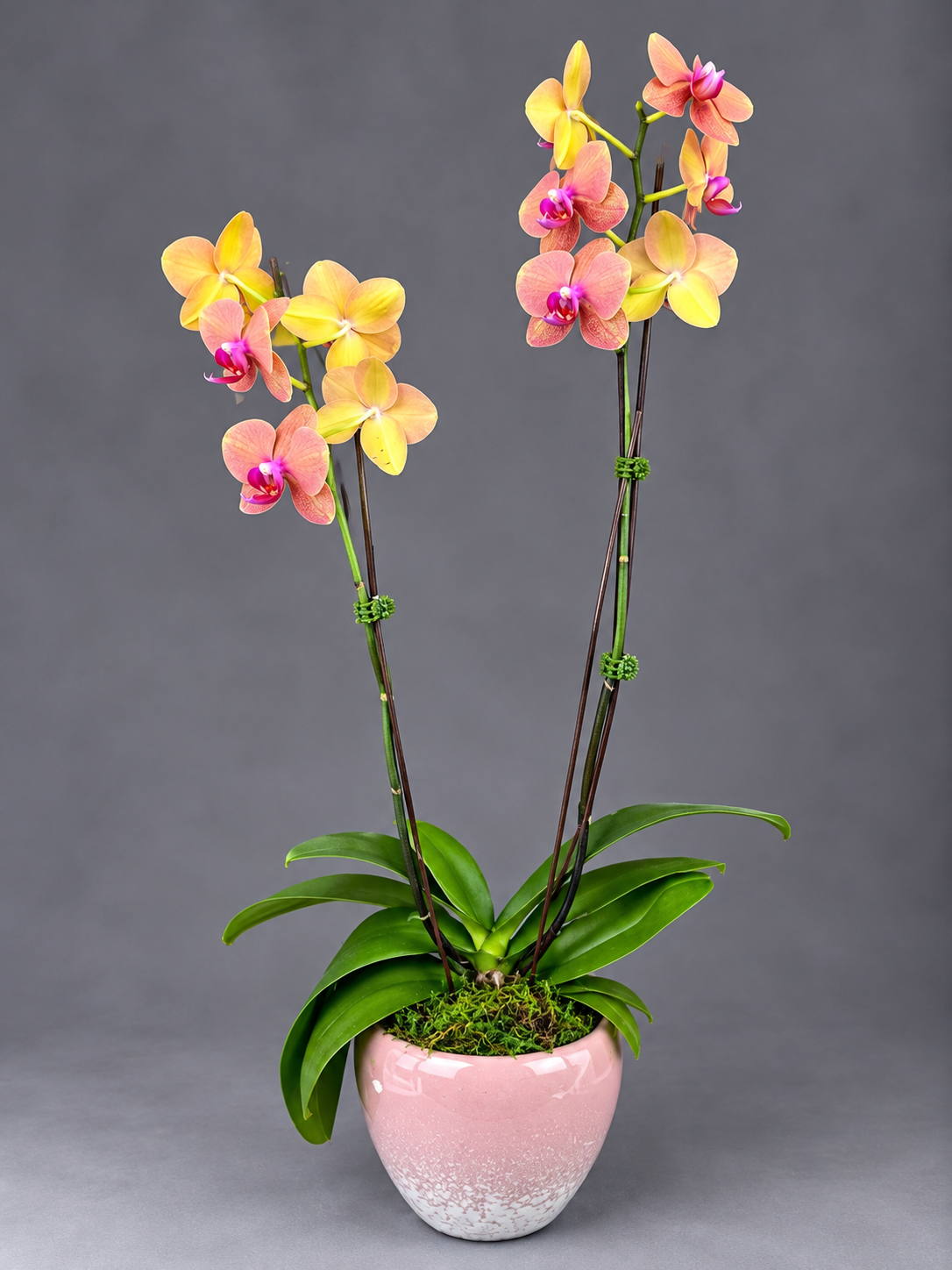 2-Plant Phalaenopsis Orchid
