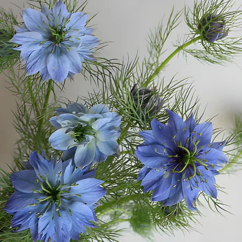 nigella