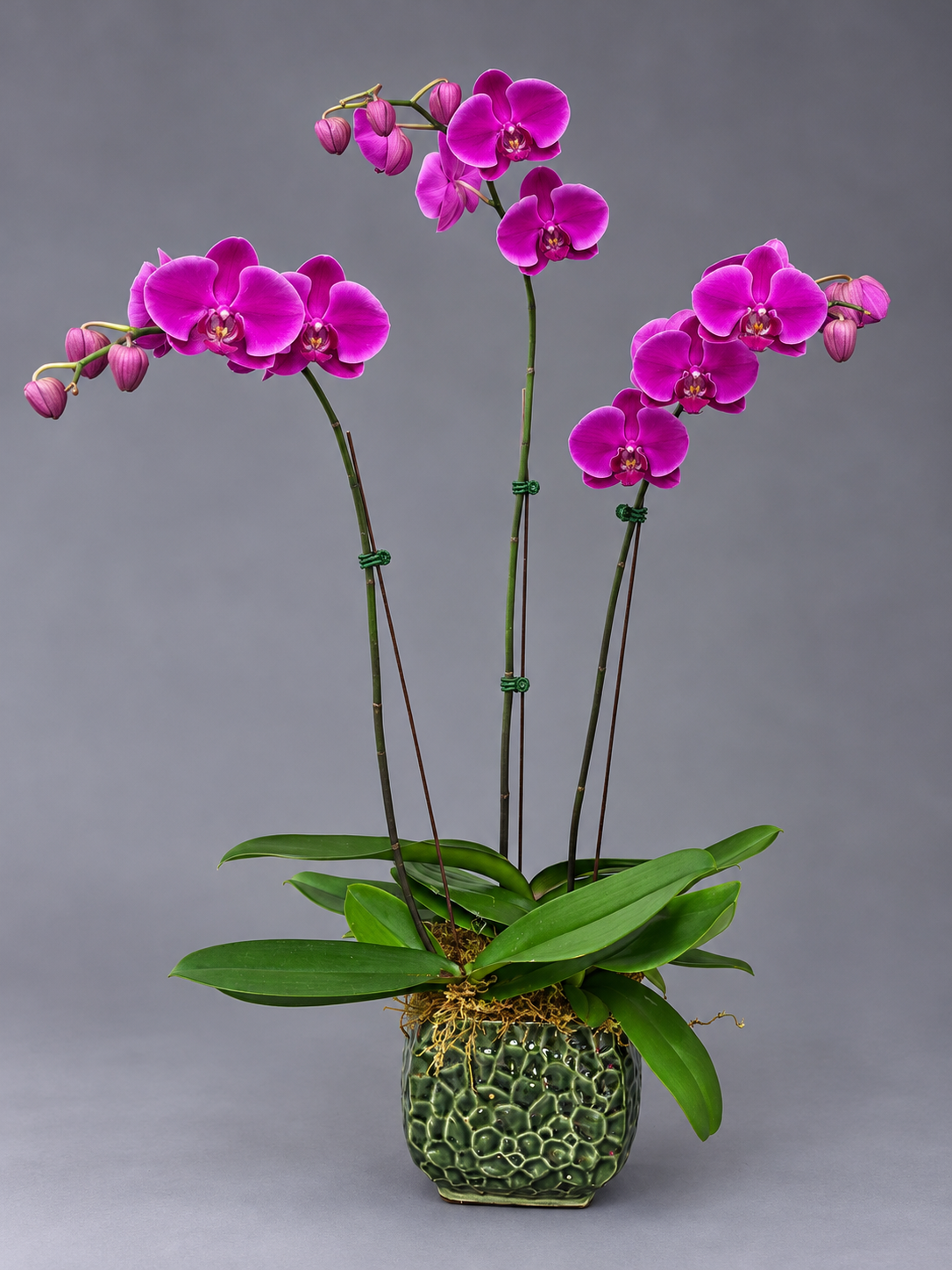 Magenta Orchid in Textured Green Planter (1).png