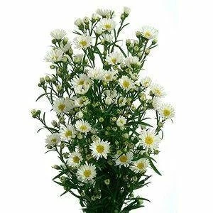white aster