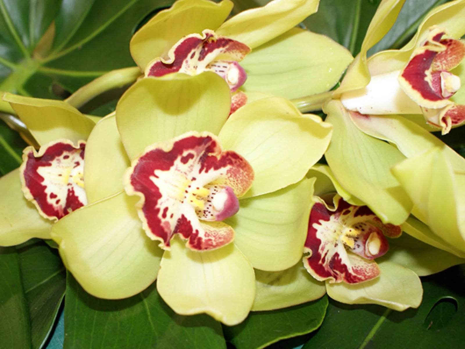 cymbidium orchids