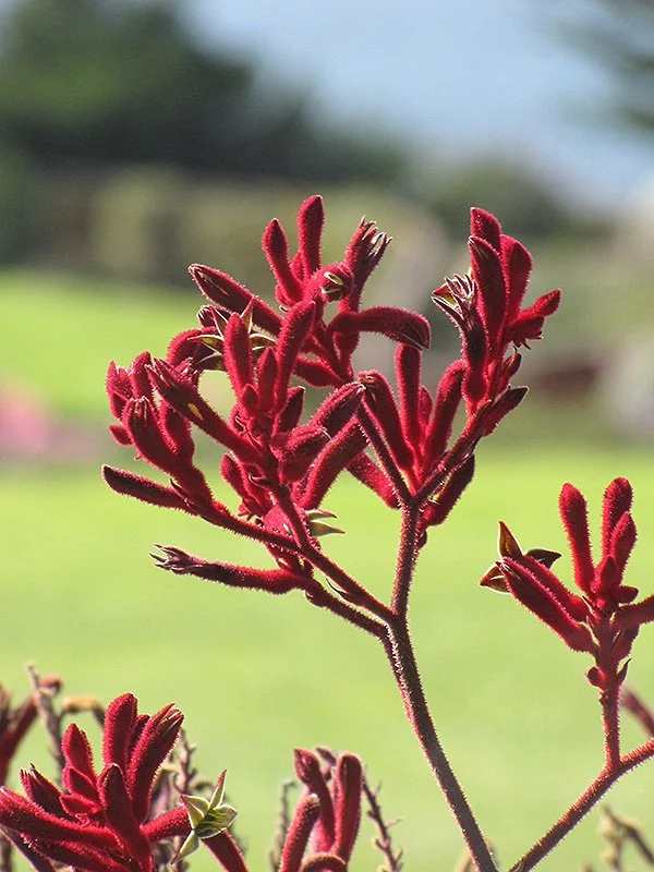 kangaroo paws