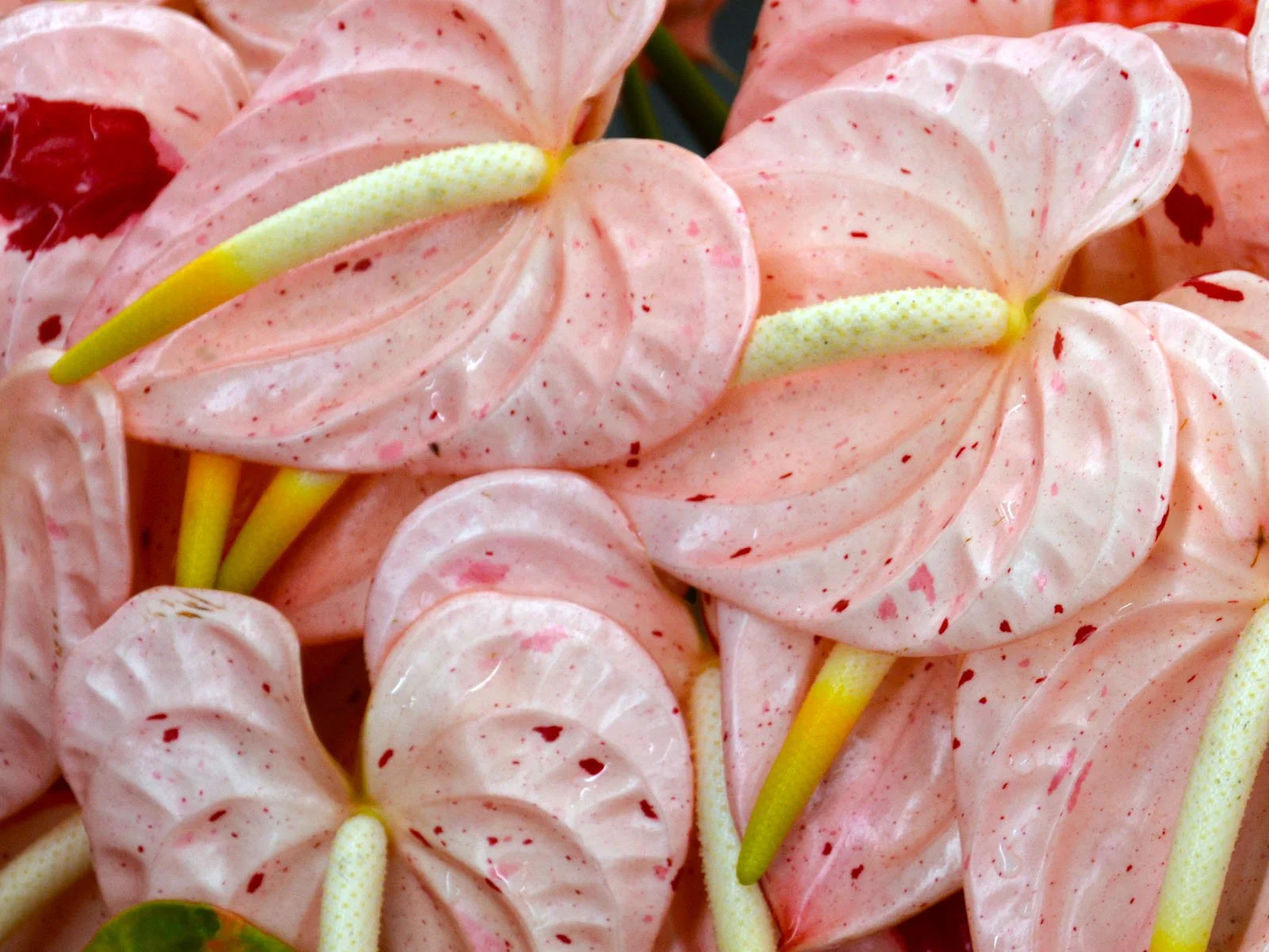 medium specialty anthuriums