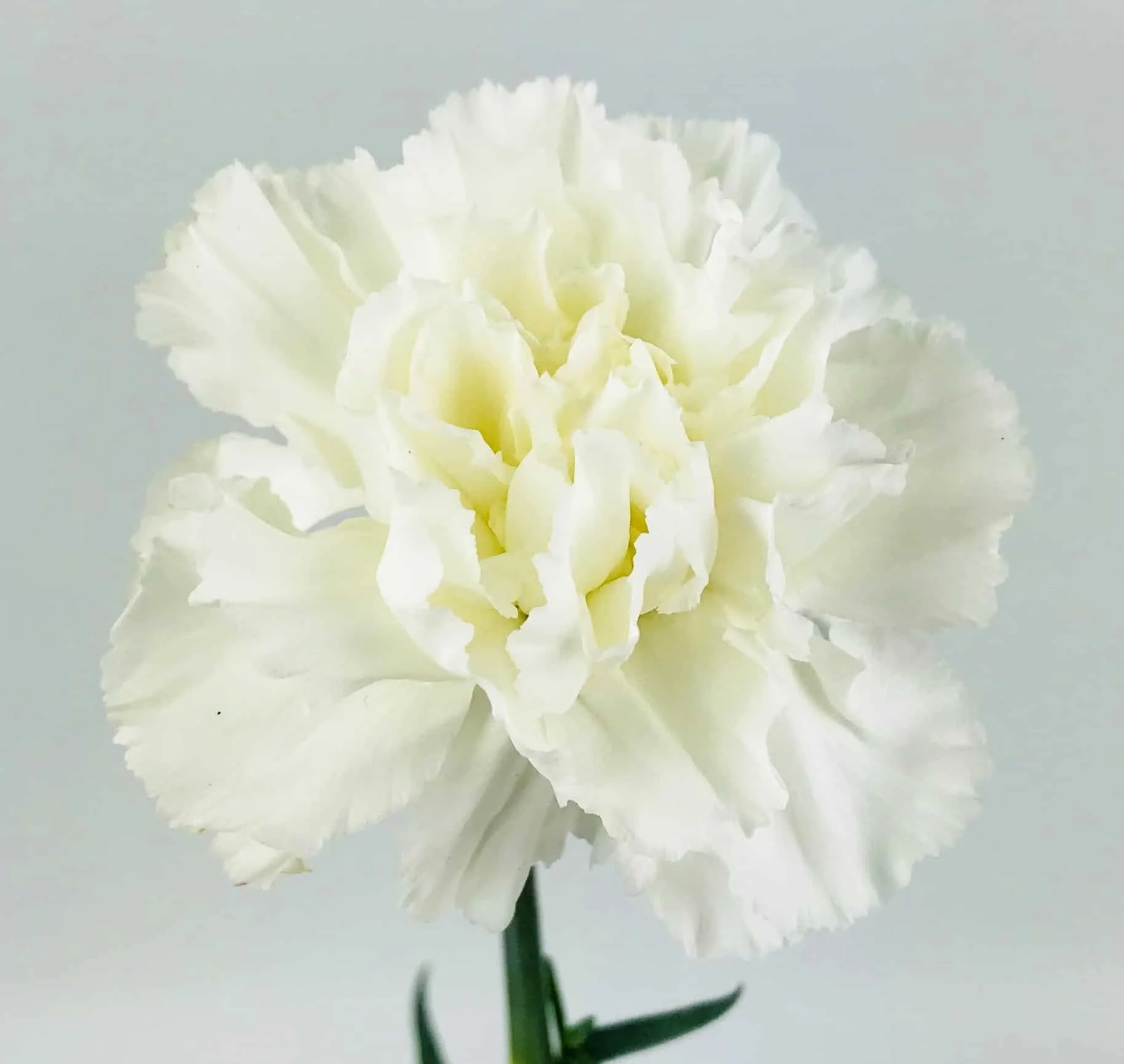 carnations