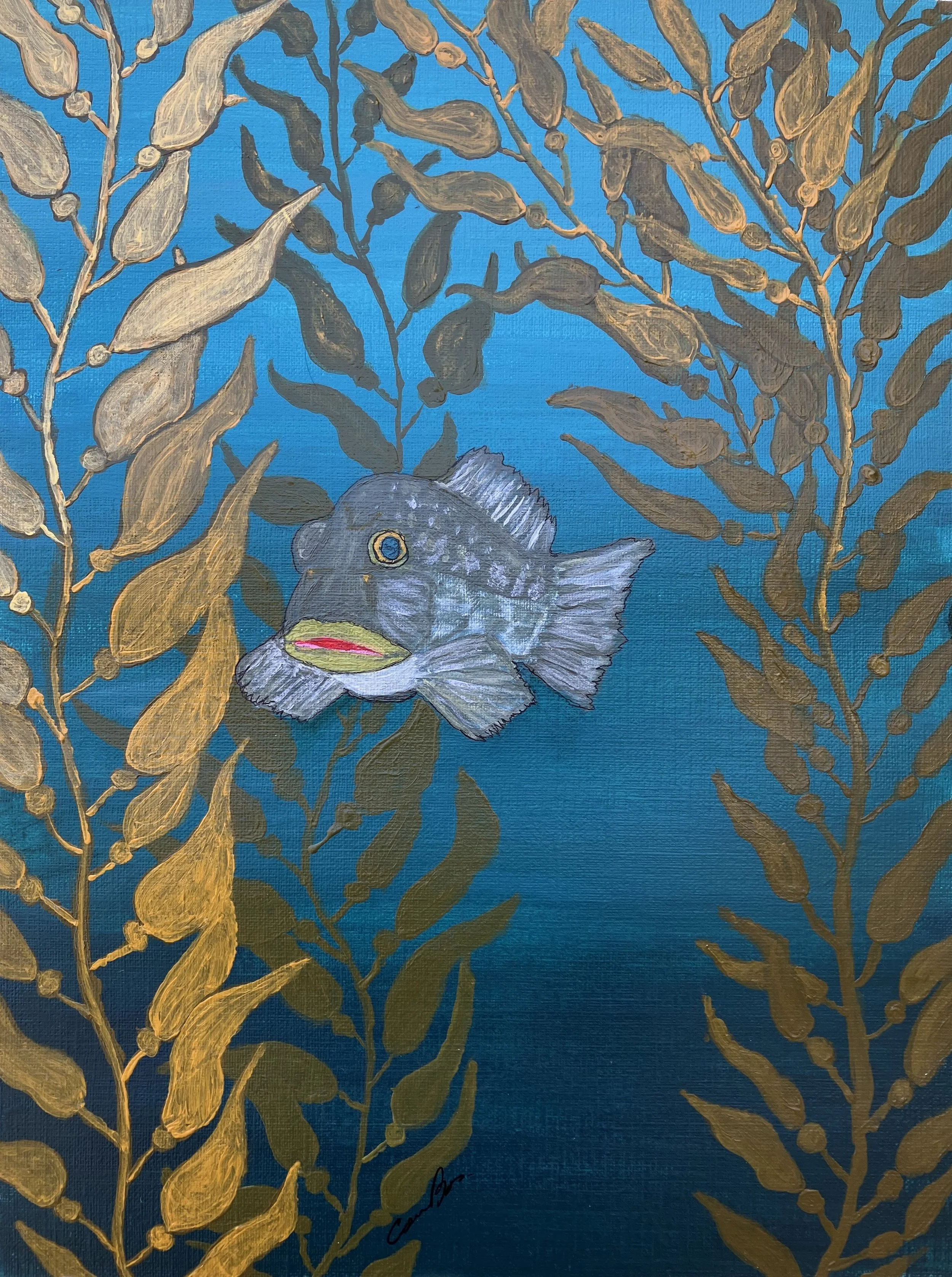 Curious Kelp Bass - Original