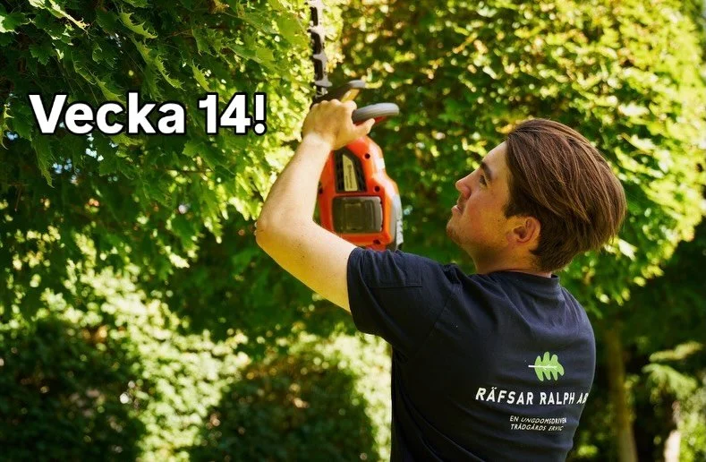 VECKA 14🐣
Vi &auml;r nu inne i vecka 14 och tempot ute p&aring; jobben forts&auml;tter att vara h&ouml;gt &ndash; riktigt kul att se hur tr&auml;dg&aring;rdar b&ouml;rjar vakna till liv igen! 🌱

P&aring;sken har passerat och vi hoppas att ni har ha