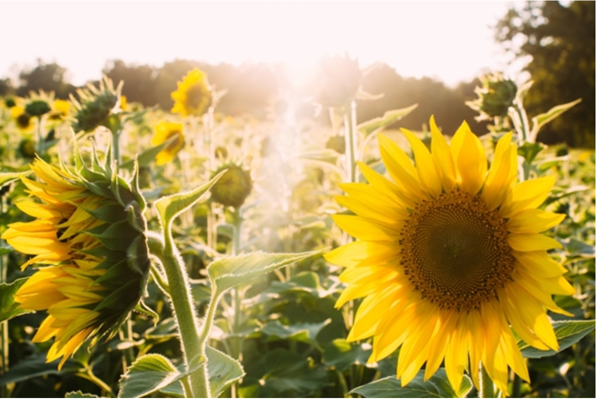 Resilient leadership in times of change