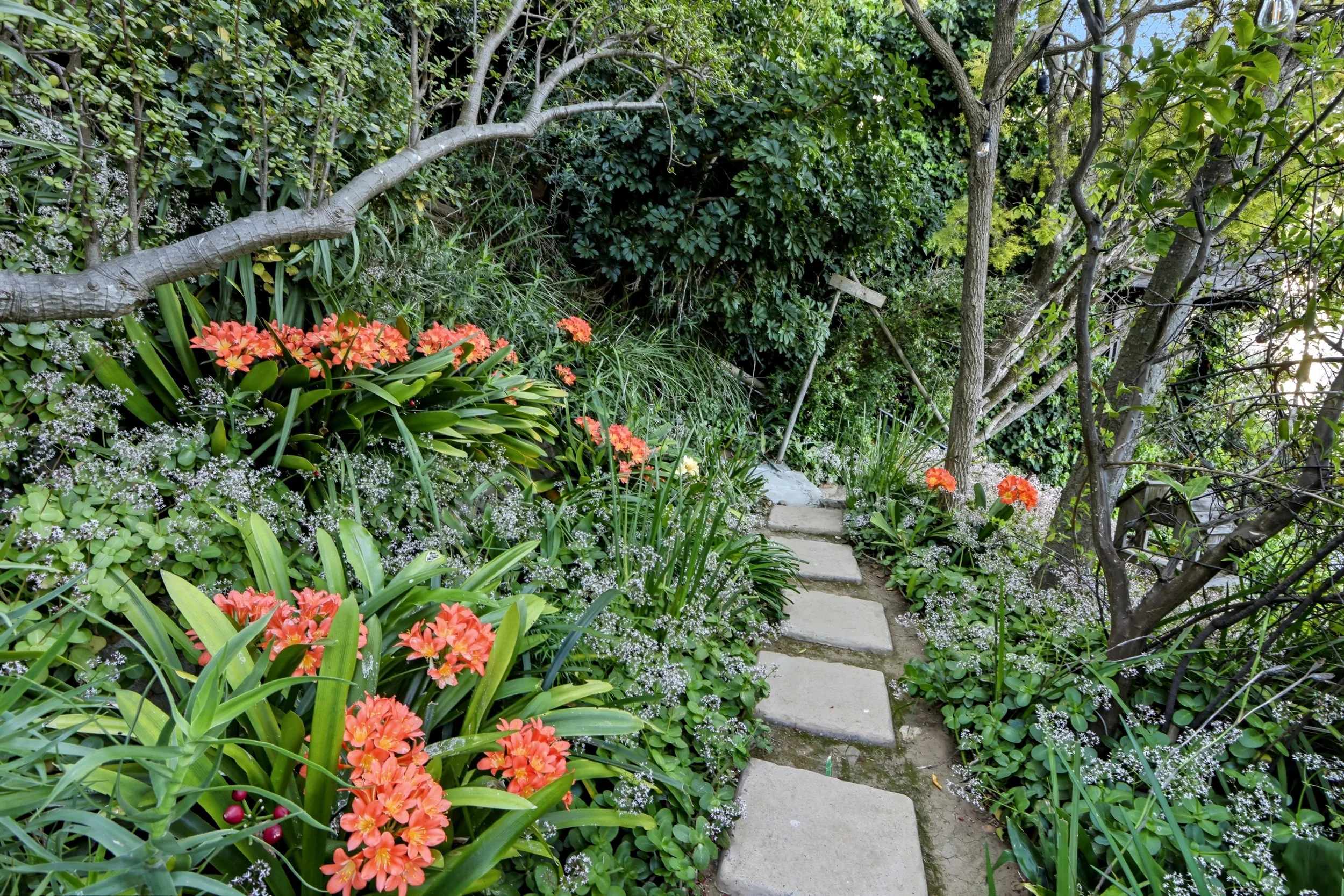 Pathway Clivias.jpg