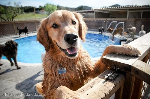 Of dogs and deserts...