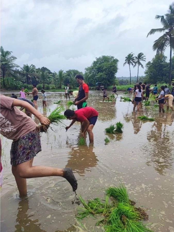 Community rice planting at The Art Farm in Goa - families and children working together in a lush paddy field, practicing sustainable farming in India.