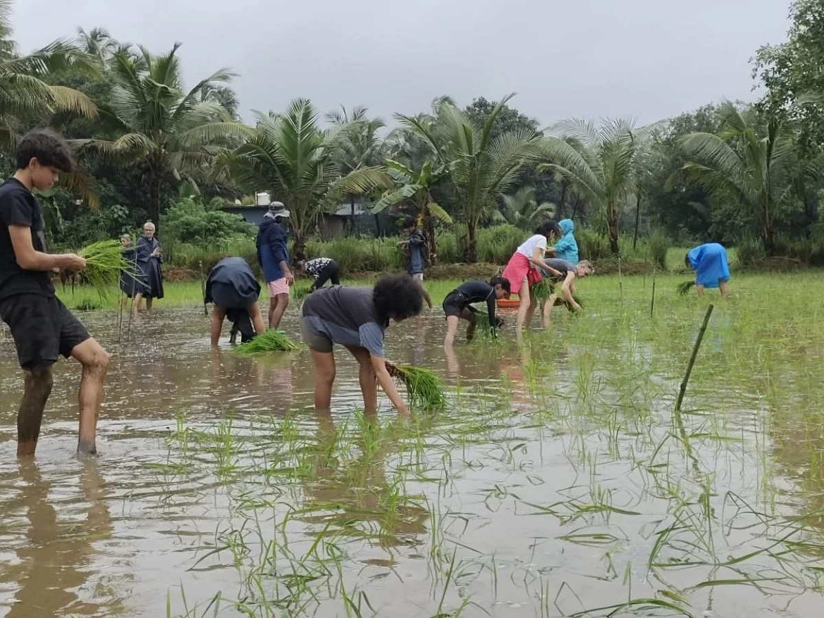 Volunteers and families transplanting rice by hand at The Art Farm, Goa - community farming workshop in India surrounded by coconut trees