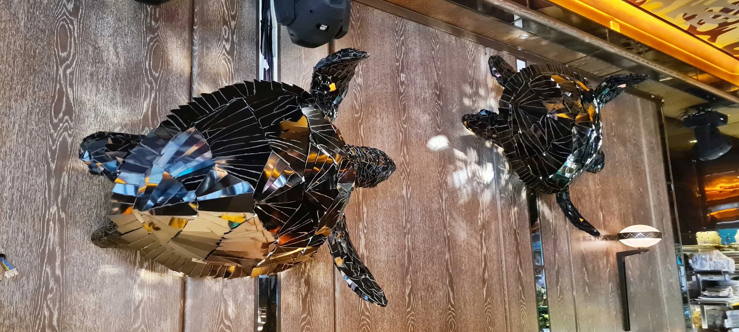 turtle-20230816_105042.jpg